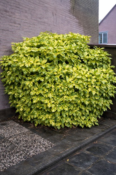 Аукуба японська Кротоніфолія|Aucuba japonica Crotonifolia|Аукуба японская Кротонифолия